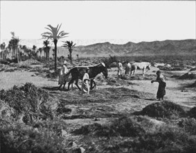 ''Battage du ble dans les Ziban; Afrique du nord', 1914. Creator: Unknown.