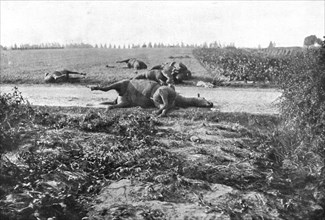 'Le Champ de Bataille; Sur le terrain du combat de Haelen, lles cadavres de chevaux', 1914 Creator: Unknown.