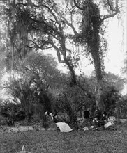 Garden near Daytona, between 1880 and 1897. Creator: William H. Jackson.