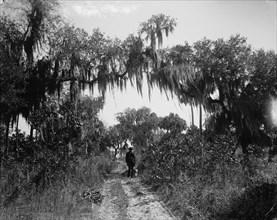 Road near Rockledge, between 1880 and 1897. Creator: William H. Jackson.
