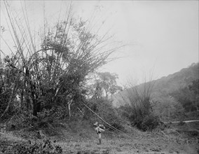 Bamboos on the Temasopa [sic], between 1880 and 1897. Creator: William H. Jackson.