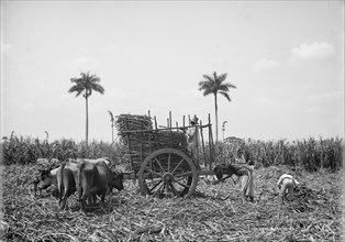 Gathering cane on a Cuban sugar plantation, between 1900 and 1906. Creator: Unknown.