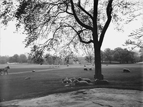Sheep in Central Park, New York, between 1900 and 1906. Creator: Unknown.