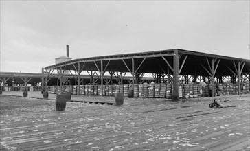 Atlantic Cotton Compress Company, Pensacola, Fla., between 1900 and 1906. Creator: Unknown.