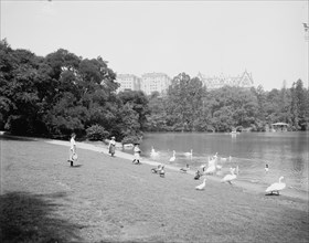 Feeding the swans, Central Park, New York, c1903. Creator: Unknown.
