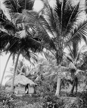 Cocoanut palms, Puerto Rico, c1903. Creator: Unknown.