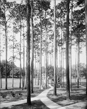 Pines at the College Arms Hotel, De Land, Fla., c1904. Creator: Unknown.