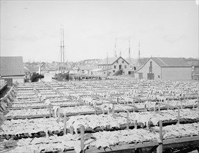 Drying fish, Gloucester, Mass., c1906. Creator: Unknown.