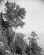 Lone birch, Mackinac Island, Mich., The, between 1900 and 1906. Creator: Unknown.