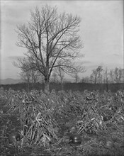 Corn and pumpkins, Berkshire Hills, Mass., c1906. Creator: Unknown.