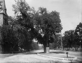 The Washington elm, Cambridge, Mass., between 1890 and 1920. Creator: Unknown.
