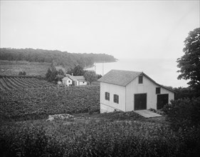 Vineyards, Put-in-Bay, Ohio, between 1880 and 1899. Creator: Unknown.