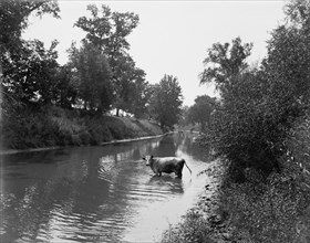 Baraboo River near Ableman's, between 1880 and 1899. Creator: Unknown.