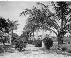 Royal and cocoanut palms, c.between 1910 and 1920. Creator: Harris & Ewing.