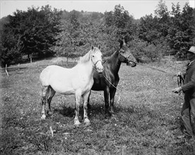 D.C. Cook's horses, Lake George, between 1900 and 1905. Creator: William H. Jackson.