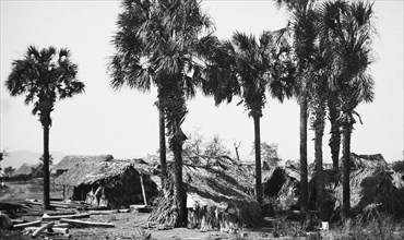 Palms and straw houses at Rascon, between 1880 and 1897. Creator: William H. Jackson.