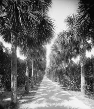 Ocean walk, Palm Beach, Fla., 1902. Creator: Unknown.