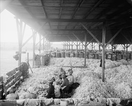 Sorting cotton, between 1900 and 1910. Creator: Unknown.
