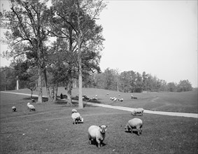 Sheep in Prospect Park, Brooklyn, N.Y., between 1900 and 1905. Creator: Unknown.