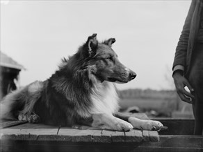 Collie's head, c1900. Creator: Unknown.