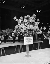 Madame Chatenay roses, American Carnation Society Exhibition, Detroit, Mich., between 1900 and 1905. Creator: Unknown.