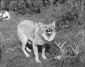 A Northern Michigan timber wolf, Sault Sainte Marie, between 1905 and 1915. Creator: Unknown.