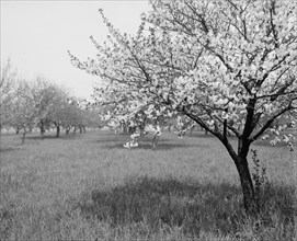 A Cherry tree, between 1900 and 1905. Creator: Unknown.