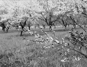Peach blossoms, between 1900 and 1905. Creator: Unknown.