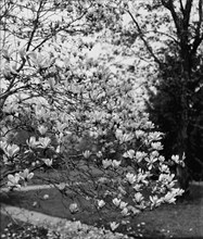 Magnolias, between 1900 and 1905. Creator: Unknown.