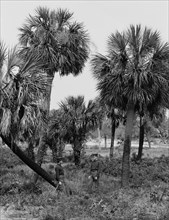 Tybee Island, palmettoes, Savannah, Ga., c1907. Creator: Unknown.