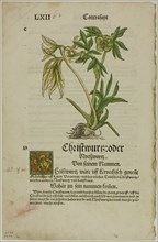 Christwurz (Hellebore) from Herbarium (Kräuterbuch), plate 96 from Woodcuts from..., 1937. Creator: Hans Weiditz.