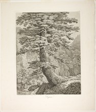 Fir Tree, 1801/02. Creator: Jacob Philip Hackert.