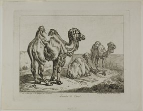 Dromedary and Camel, 1817. Creator: Johann Adam Klein.