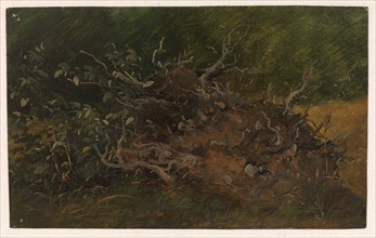 Study of a Tree Stump, 1843-1847. Creator: Wilhelm Peter Carl Petersen.