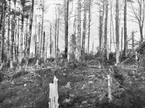 ''En Alsace; Les bois de l'Hartmannswillerkopf apres l'enlevement du sommet', 1915. Creator: Unknown.
