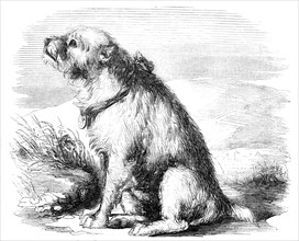 Sandy, from the Crimea, the Dog of the Sappers and Miners, 1856.  Creator: Unknown.