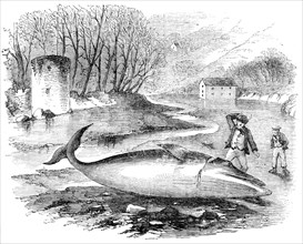 Pike-Headed Rorqual Whale taken in the Dart, 1856.  Creator: Unknown.