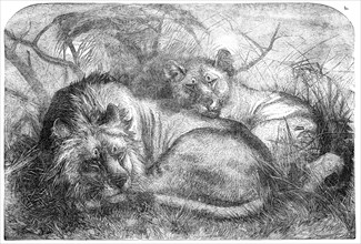 Babylonian Lions just received at the Gardens of the Zoological Society, Regent's-Park, 1856.  Creator: Pearson.