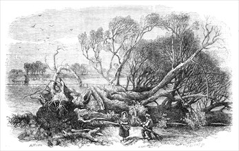 Elm-Tree blown down in Hyde-Park, May 7th, 1856.  Creator: Edmund Evans.