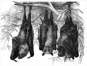 Flying Foxes in the Gardens of the Zoological Society, Regent's-Park, 1856.  Creator: Pearson.