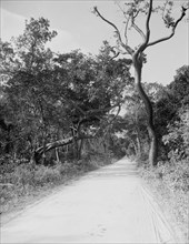 Jungle Road, Miami, Fla., c.between 1910 and 1920. Creator: Unknown.