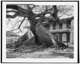 Ceiba or silk cotton tree, Nassau, Bahama Islds., c1901. Creator: William H. Jackson.