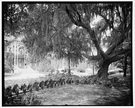 Old oak at Tampa Bay Hotel, Florida, c1902. Creator: William H. Jackson.