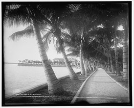Palm walk at Palm Beach, Florida, c1902. Creator: William H. Jackson.
