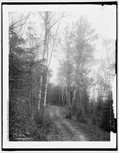 Leslie Avenue, Mackinac Island, Mich., c1902. Creator: William H. Jackson.