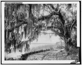 Royal arch oak, Ormond, Fla., c1898. Creator: William H. Jackson.