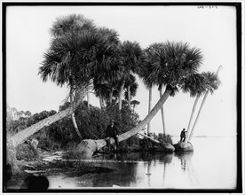 Studies in palms, Sebastian Creek, Florida, between 1880 and 1897. Creator: William H. Jackson.
