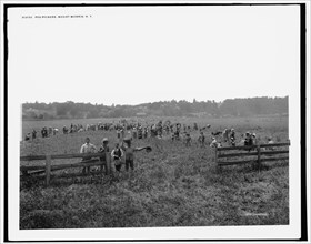Pea pickers, Mount Morris, N.Y., between 1890 and 1901. Creator: Unknown.