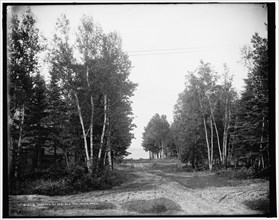 Birches at We-que-ton-sing, Mich., between 1890 and 1901. Creator: Unknown.