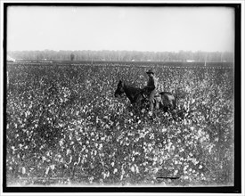 Cotton fields at Dahomey, Miss., between 1900 and 1910. Creator: Unknown.